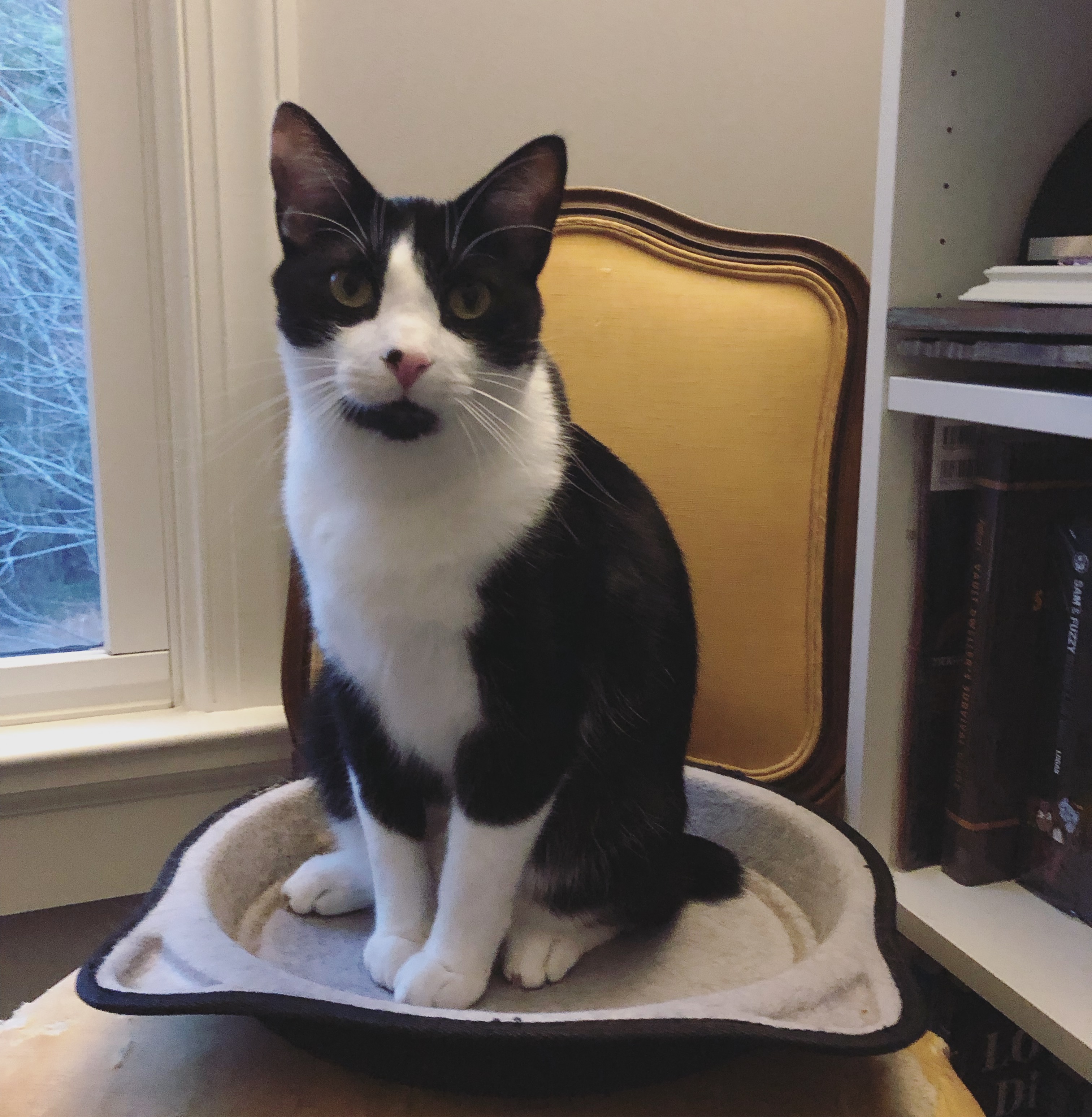 Bob the tuxedo cat sitting on an antique chair.
