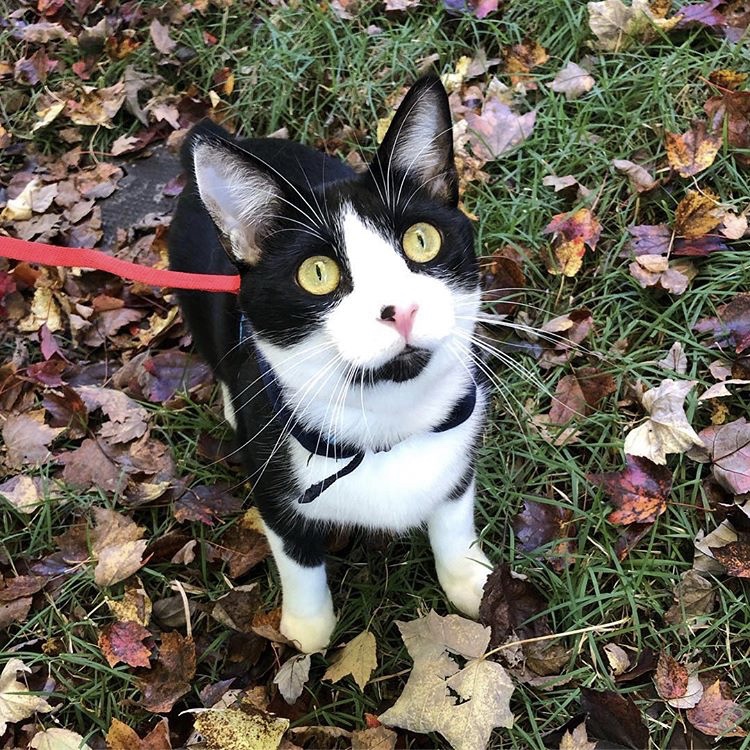 Bob the tuxedo cat out for a walk in the fall leaves.