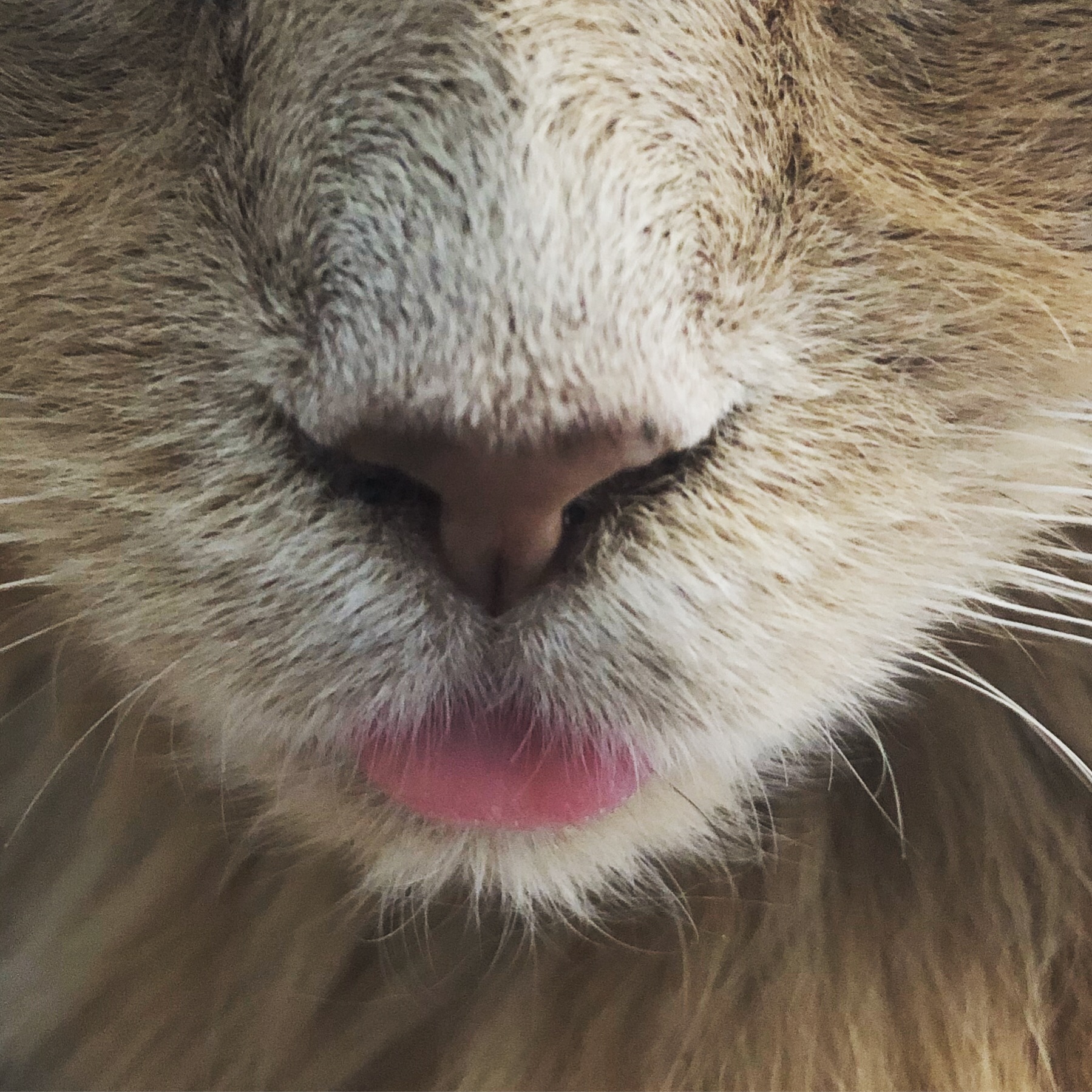Close up of Joey the cat's face.